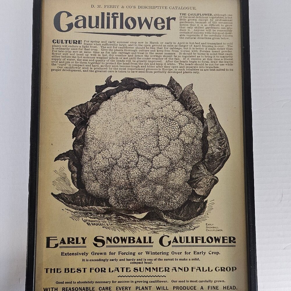 DM Ferry and Co. "Early Snowball Cauliflower" Black Metal Framed Glass Front